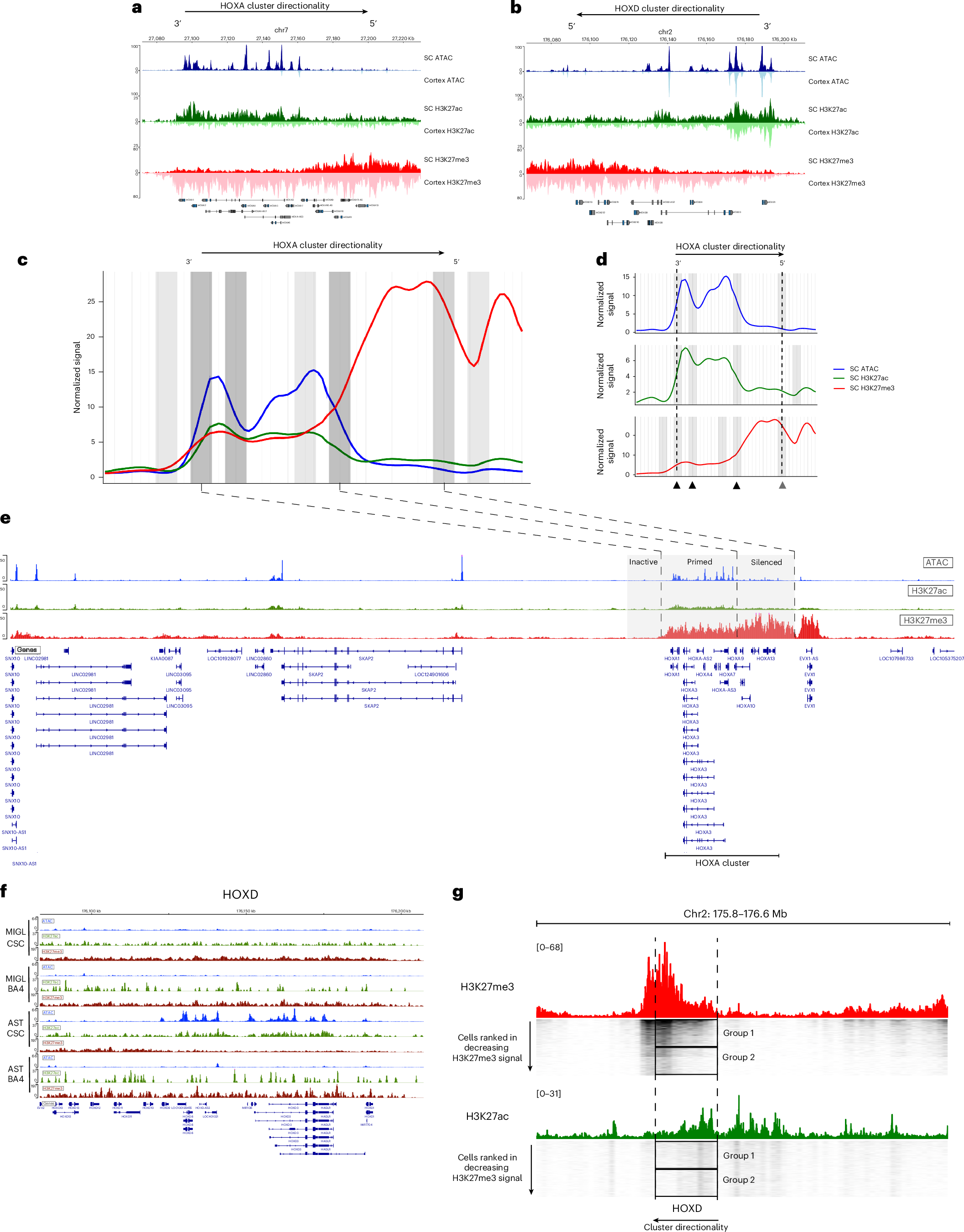 Fig. 5: Adult SC OLGs show developmental HOX chromatin domains.