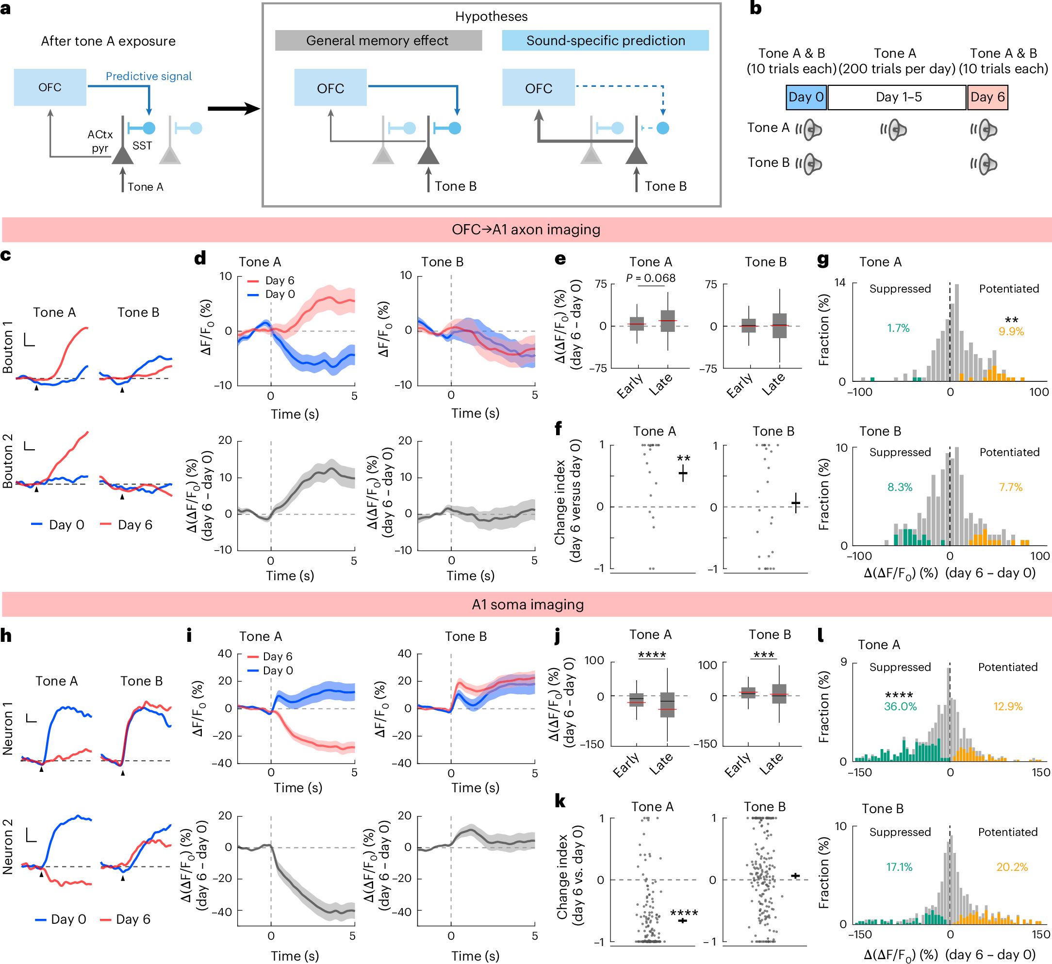 Fig. 5: Both OFC top-down projections and A1 neurons show sound-selective plasticity.
