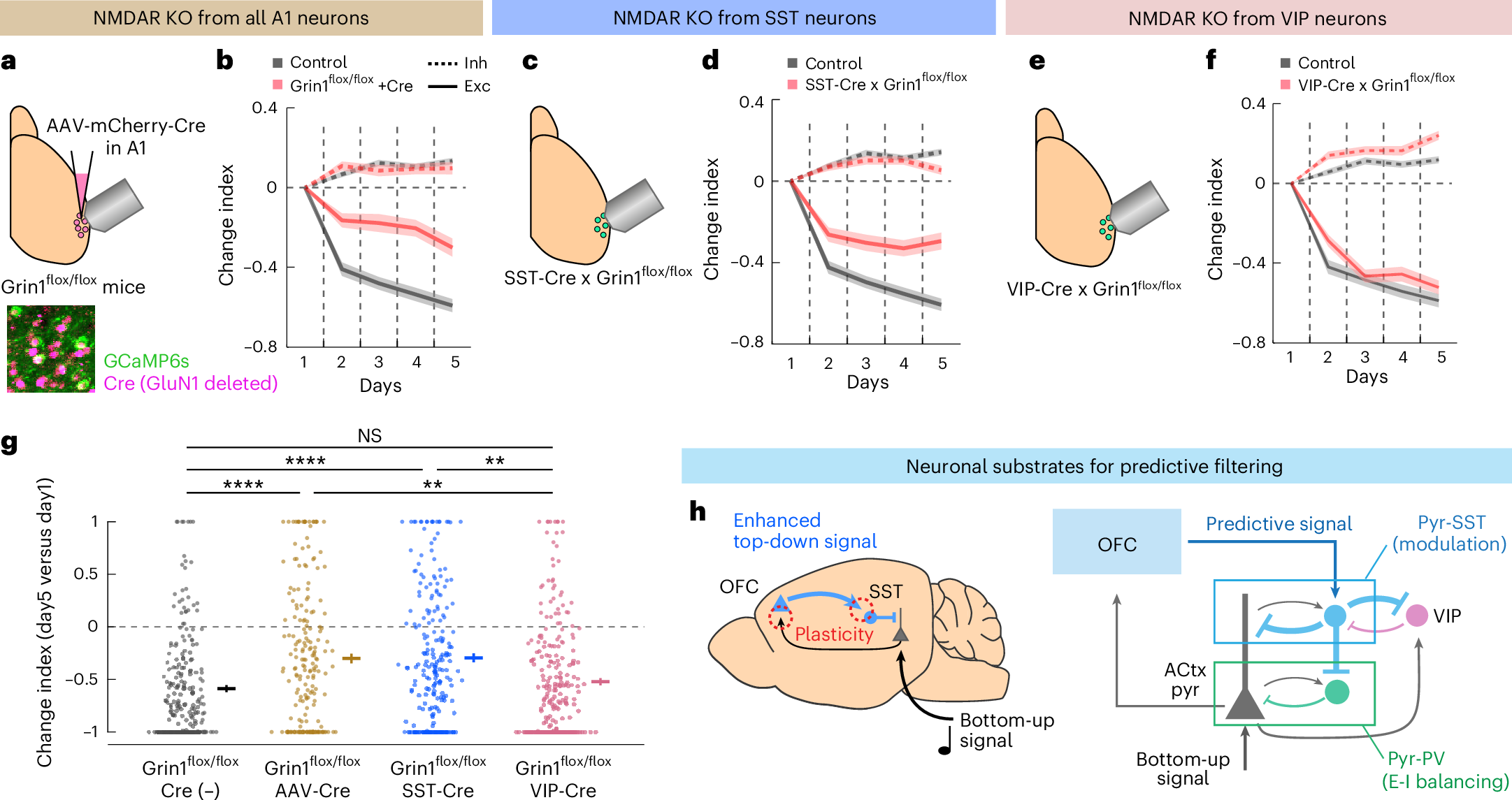 Fig. 6: NMDA receptors in A1 and SST cells are required for habituation.