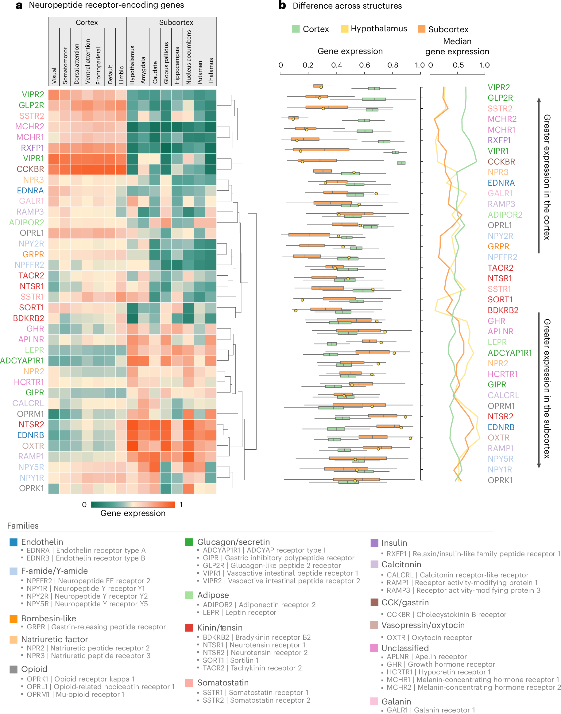 Fig. 2: Mapping neuropeptide receptor topographies across the human brain.