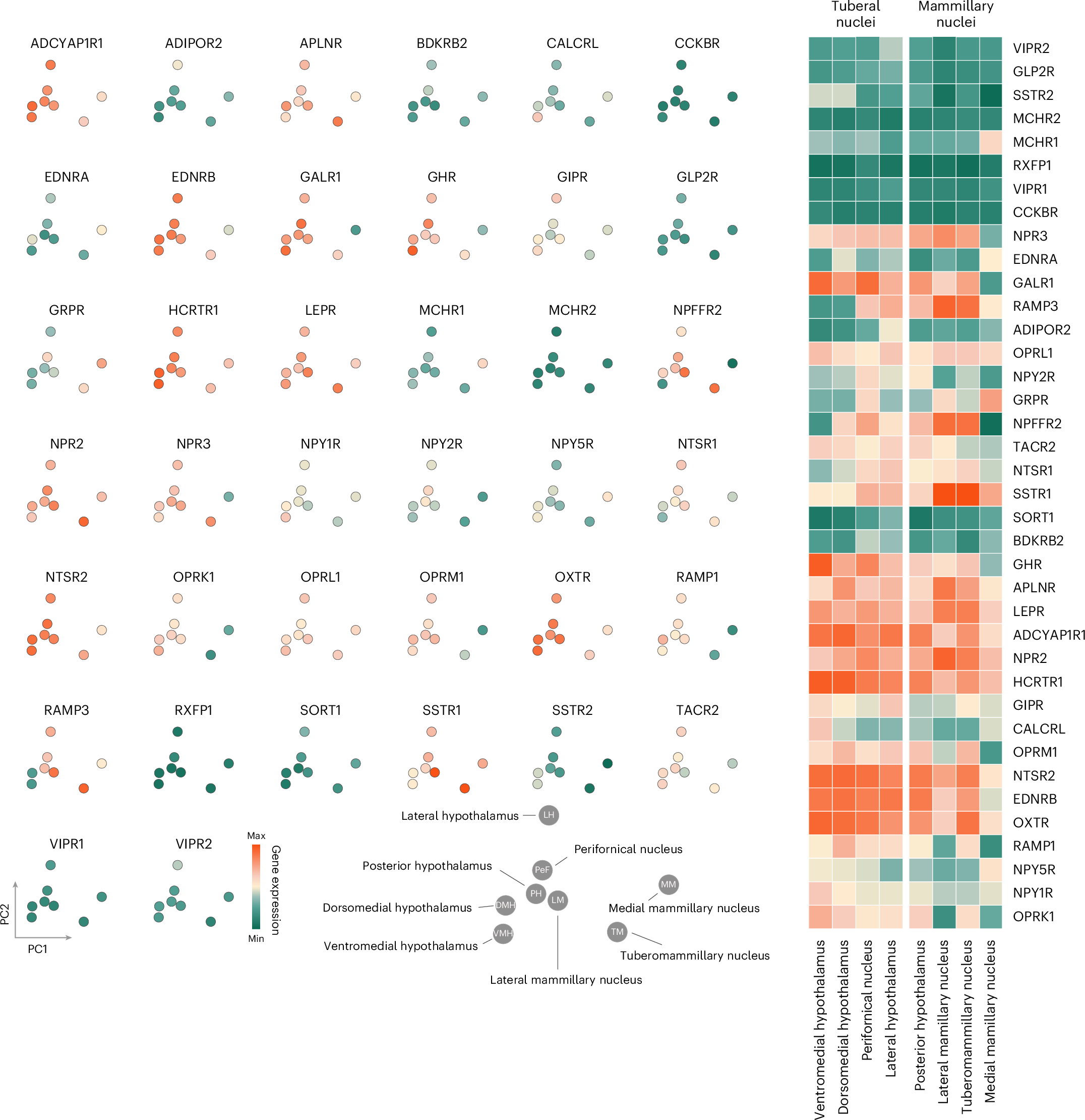 Fig. 3: Neuropeptide receptor organization in hypothalamic nuclei.