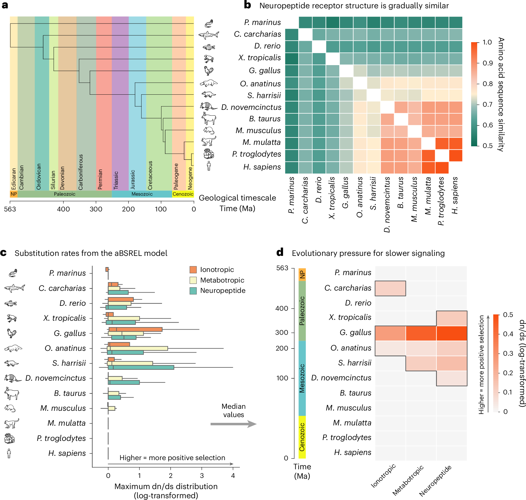 Fig. 6: Neuropeptide signaling across phylogeny.