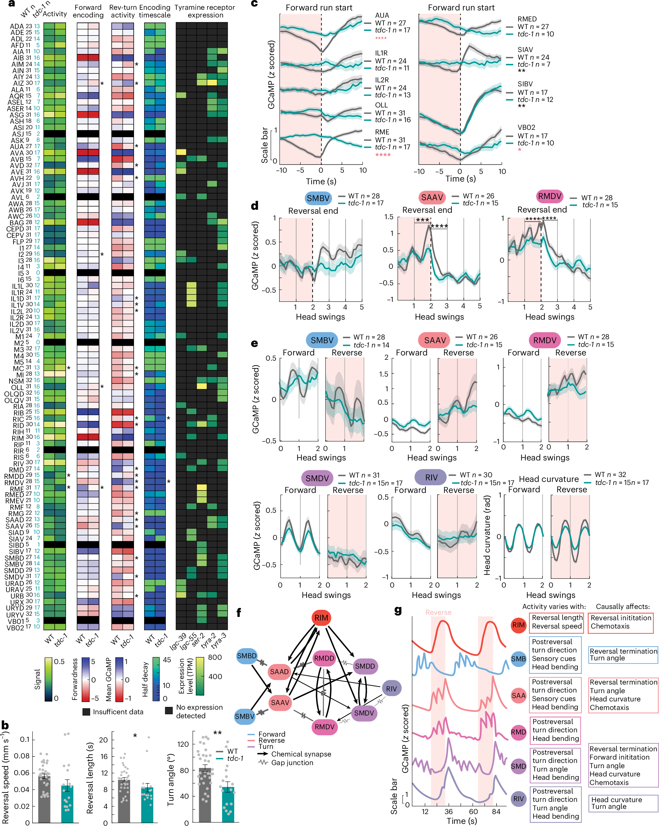 Fig. 7: Neurons that direct reorientation behaviors are broadly dysregulated in tdc-1 mutant animals.