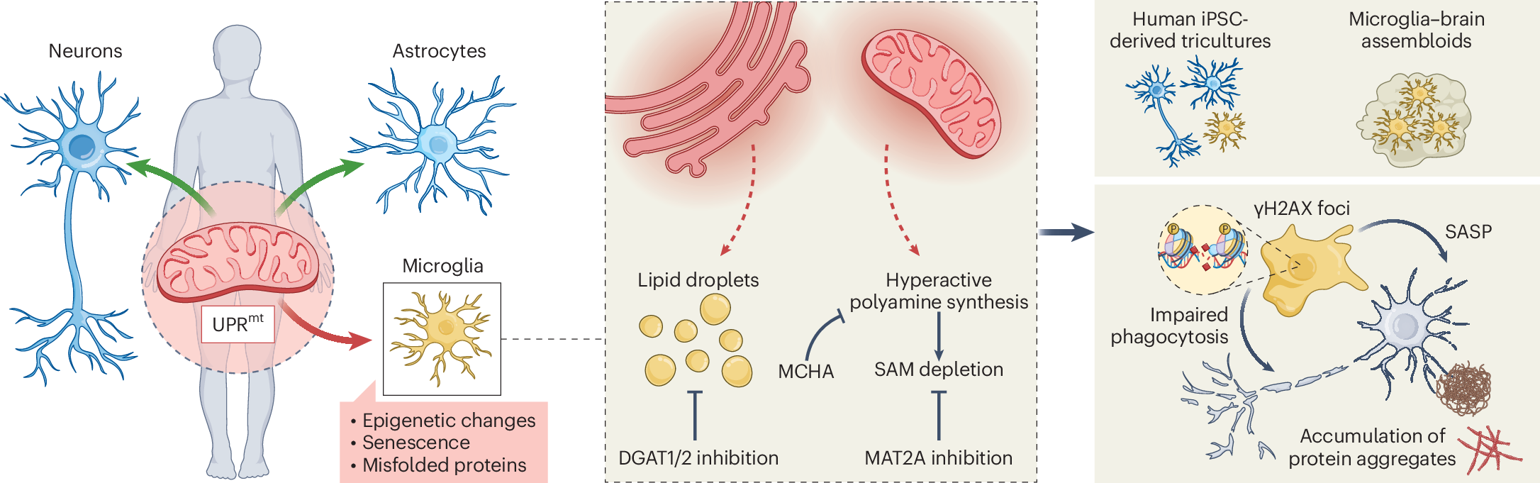 l glutathione reduced healthy origins Mitochondrial stress response drives microglial senescence