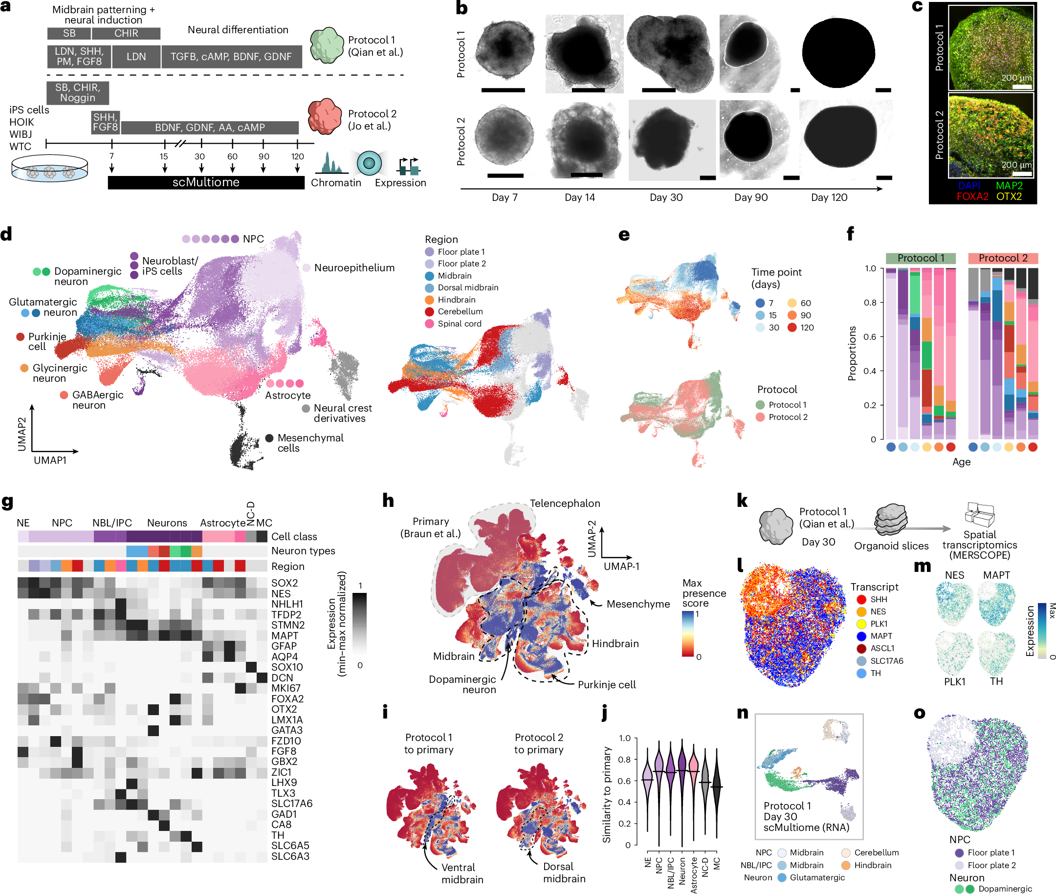 Single-cell multi-omic atlas and morphogen screening informs midbrain and hindbrain organoid engineering