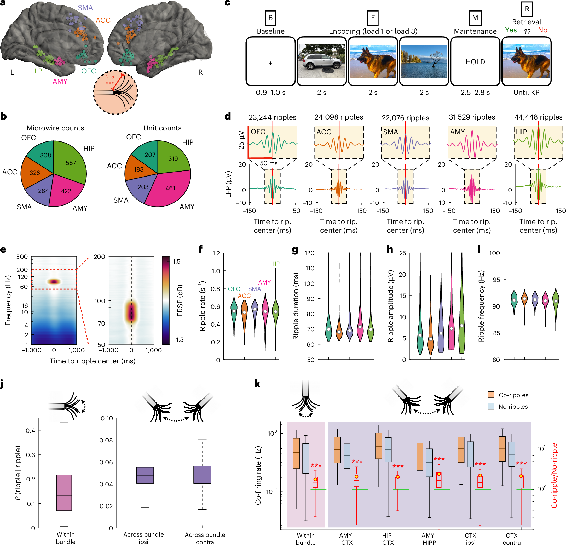 脳内リップル波が作業記憶を維持する仕組みを解明（How Brain Ripples Keep Memory Online）