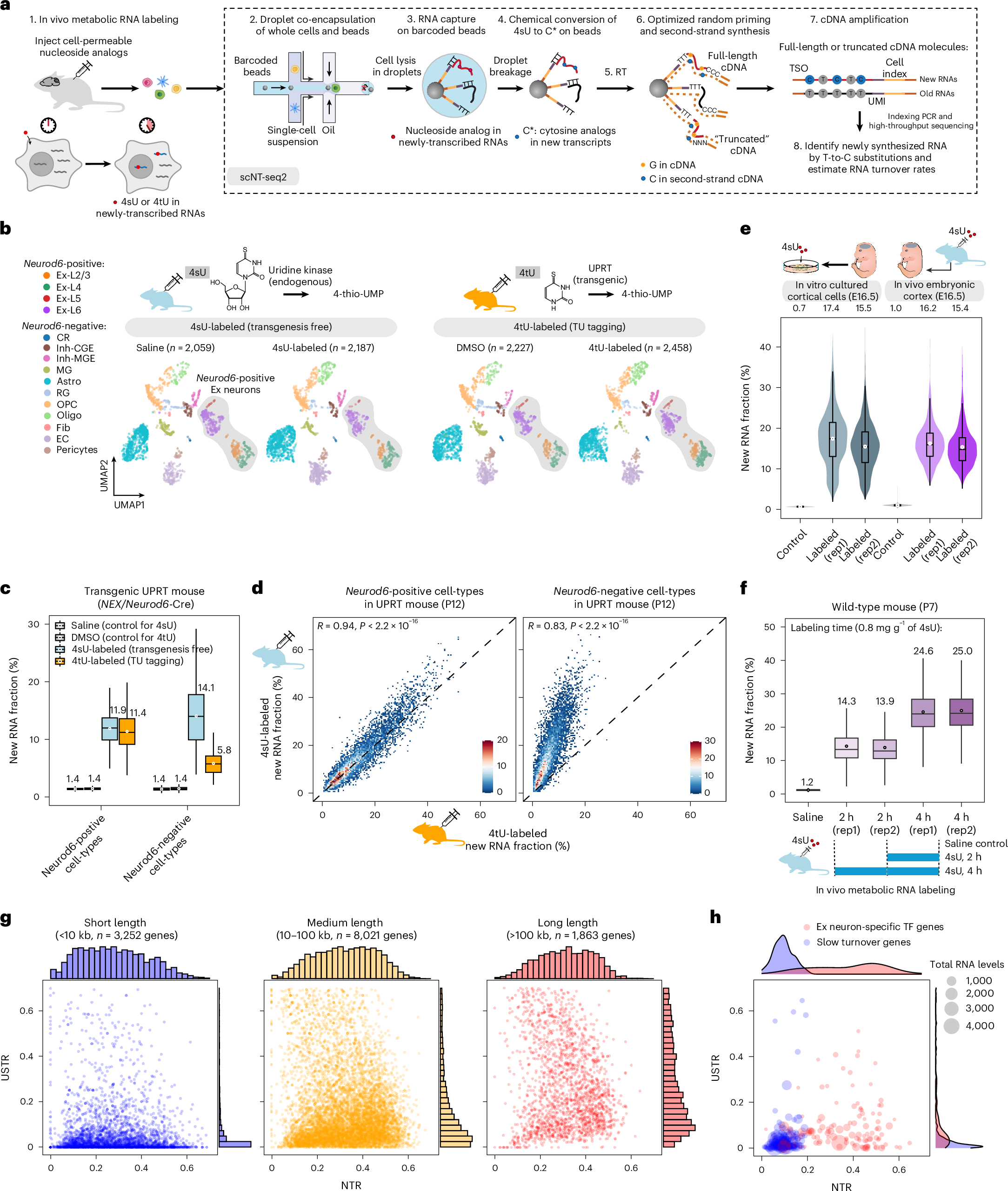 Fig. 1: Benchmark and validation of in vivo transgenesis-free metabolic RNA labeling for cell-type specific RNA turnover analysis in mouse brains.