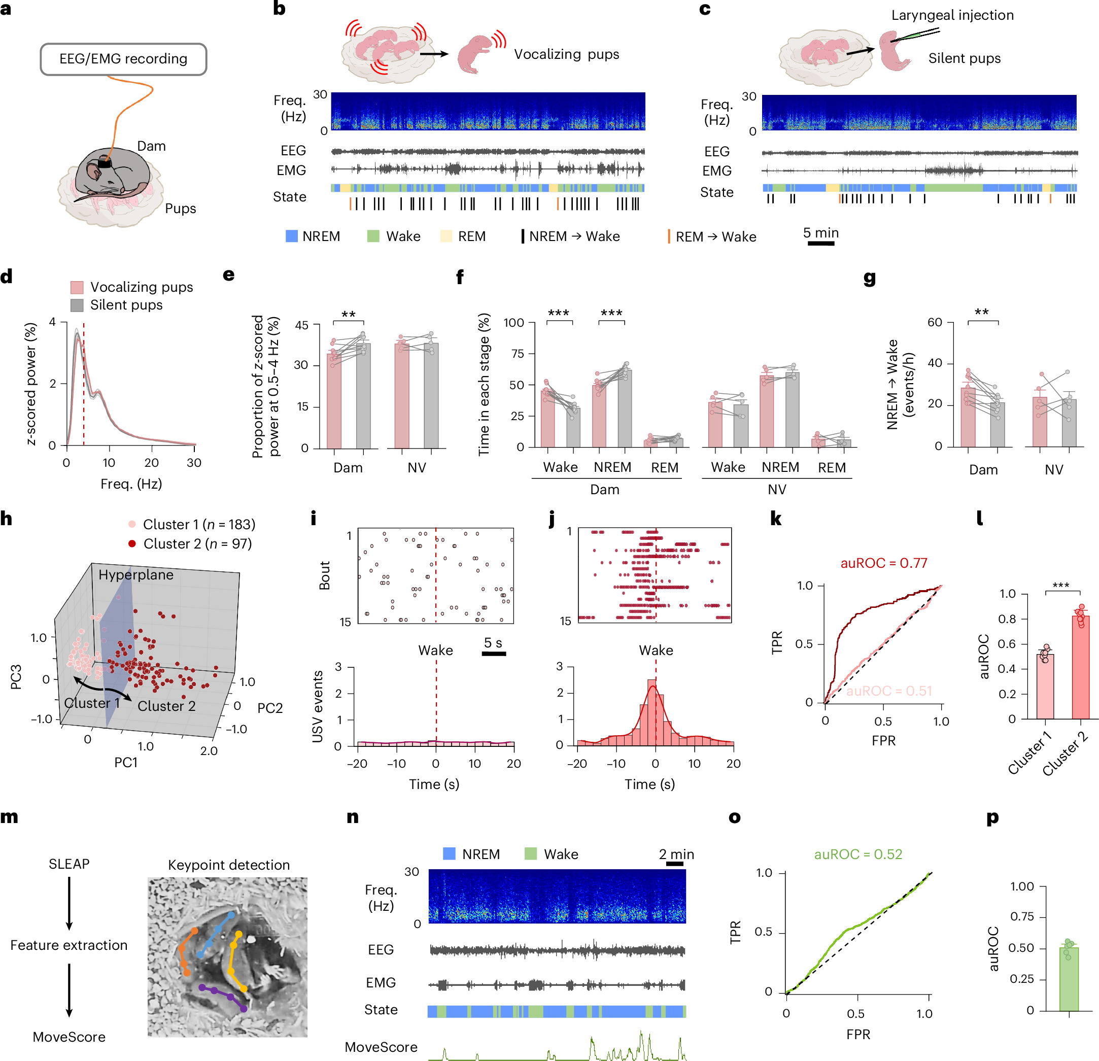 Görsel, yavru seslenim yanıtlarının altındaki sinirsel mekanizmaları araştıran bir çalışma ile deneysel kurulumları, EEG/EMG kayıtlarını ve spektral güç, durum… gibi çeşitli analizleri göstermektedir.