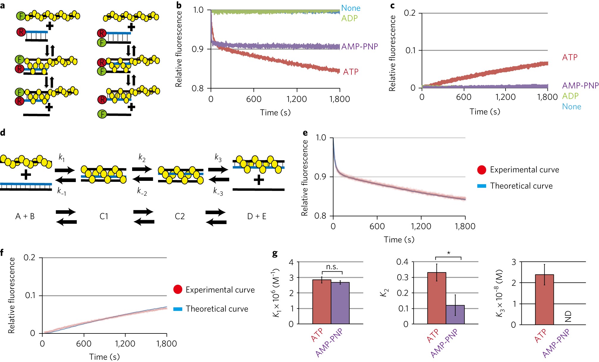Two three-strand intermediates are processed during Rad51-driven DNA strand exchange | Nature Structural & Molecular Biology