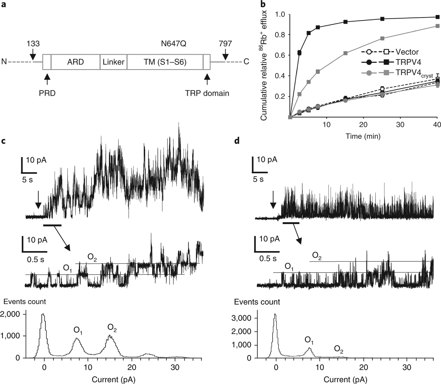 Cryo-EM and X-ray structures of TRPV4 reveal insight into ion permeation  and gating mechanisms