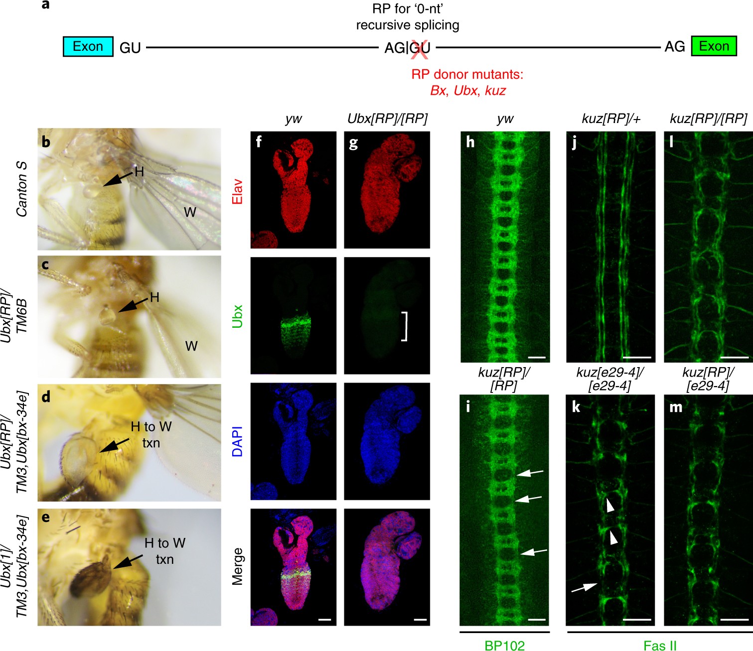 Jenny la petite frenchie nue