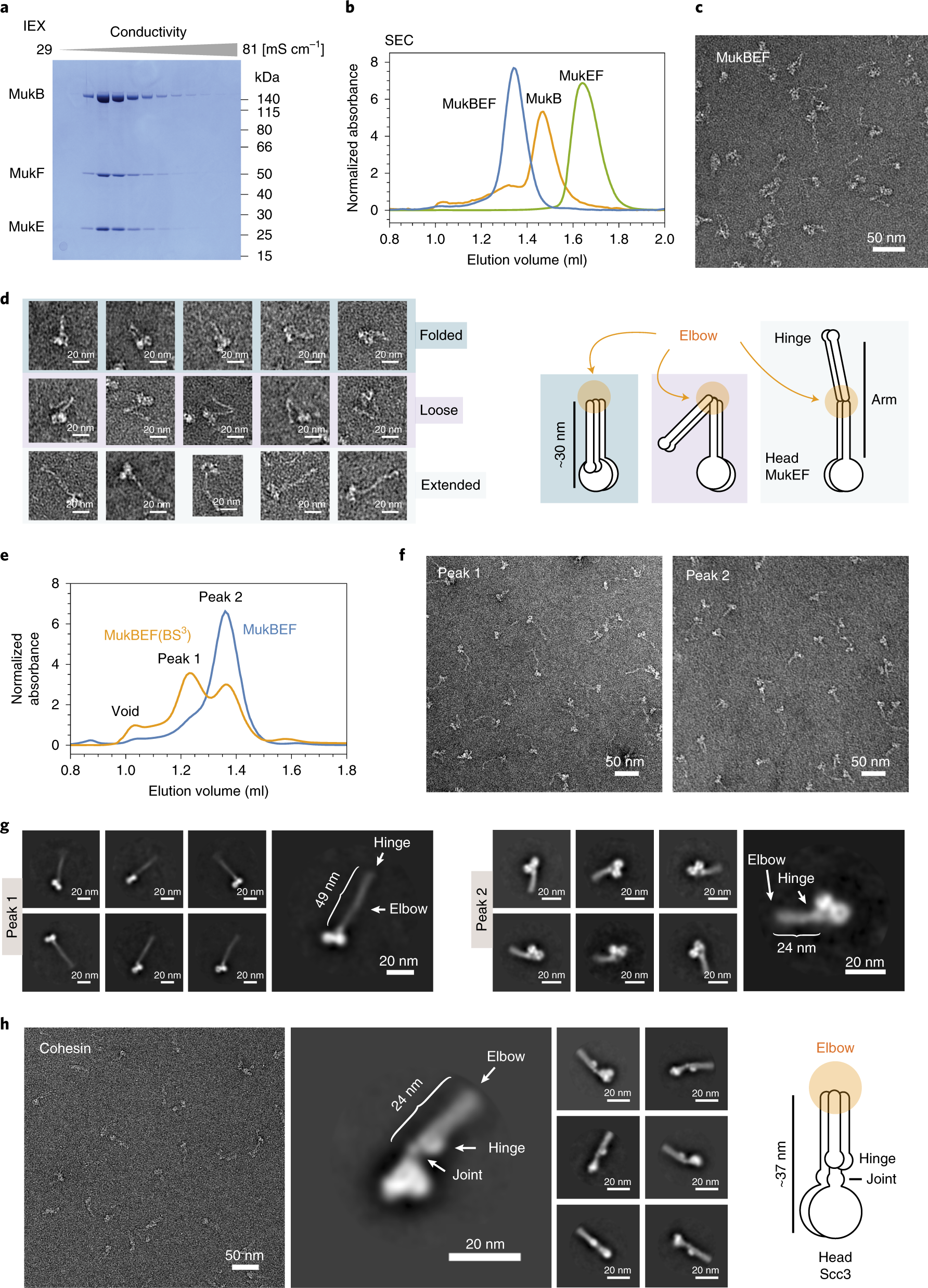 A Folded Conformation Of Mukbef And Cohesin Nature Structural A Folded Conformation Of Mukbef And Cohesin Nature Structural Molecular Biology