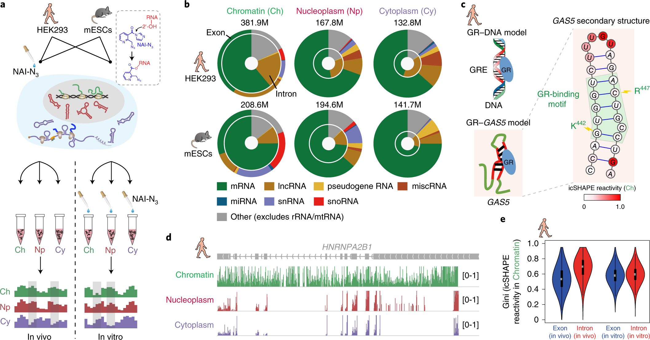 Rna Structure Maps Across Mammalian Cellular Compartments Nature