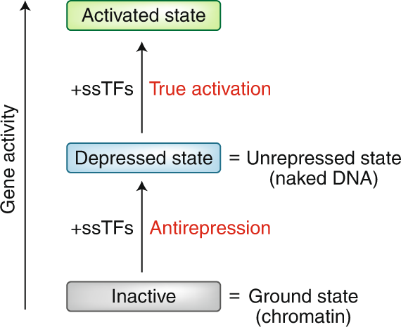 The Transformation Of The Dna Template In Rna Polymerase Ii