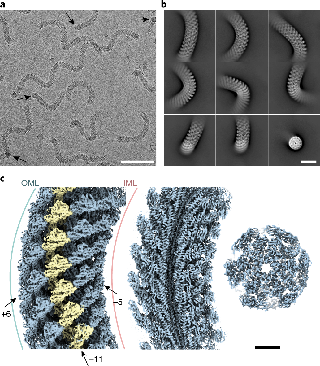Torque transmission mechanism of the curved bacterial flagellar hook  revealed by cryo-EM | Nature Structural & Molecular Biology