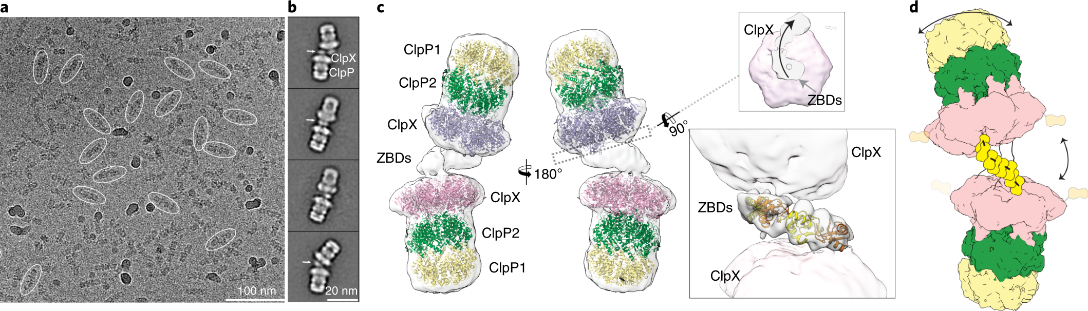 Targeted Protein Degradation Cryo-EM