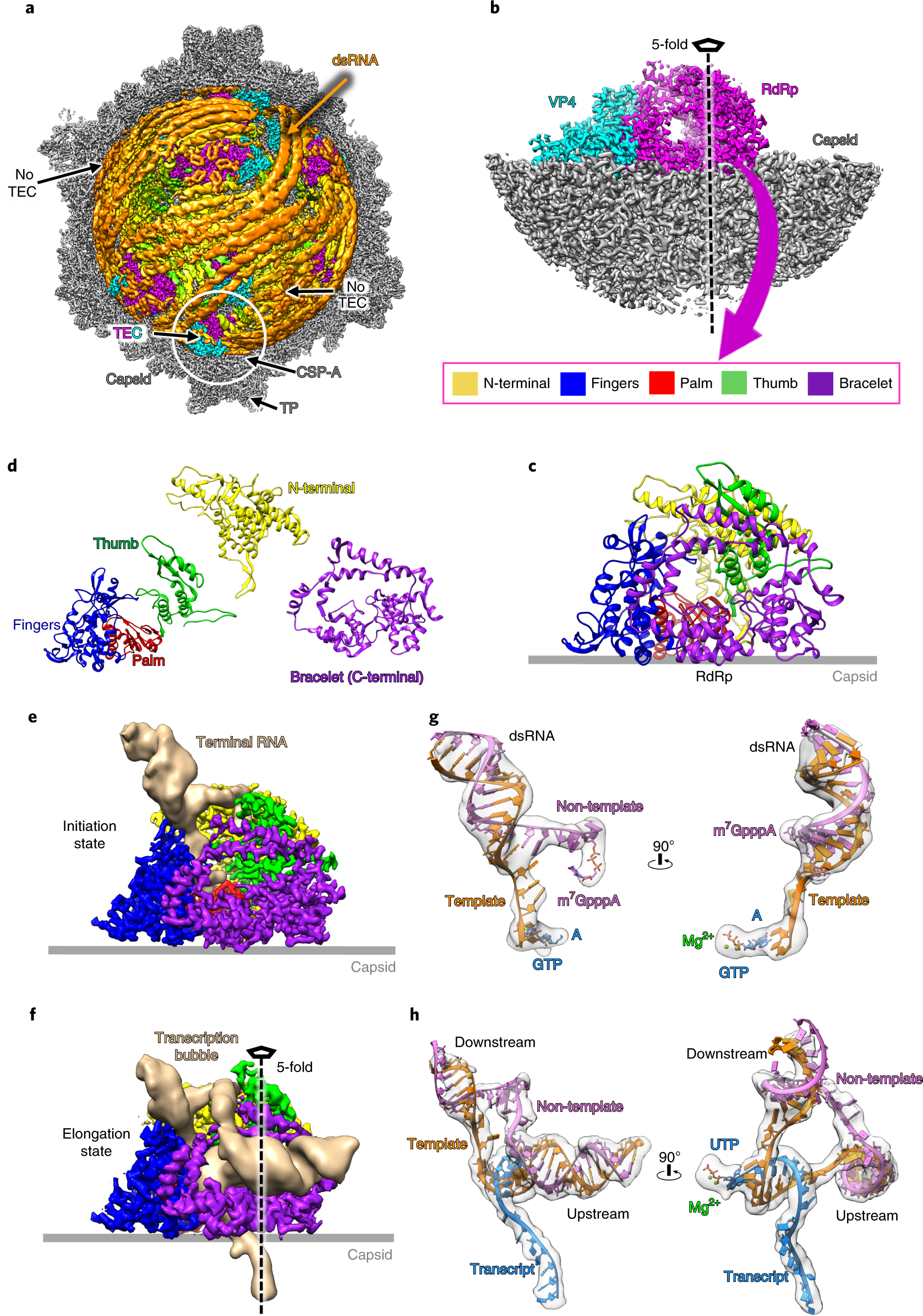 Conservative Transcription In Three Steps Visualized In A Double Stranded Rna Virus Nature Structural Molecular Biology