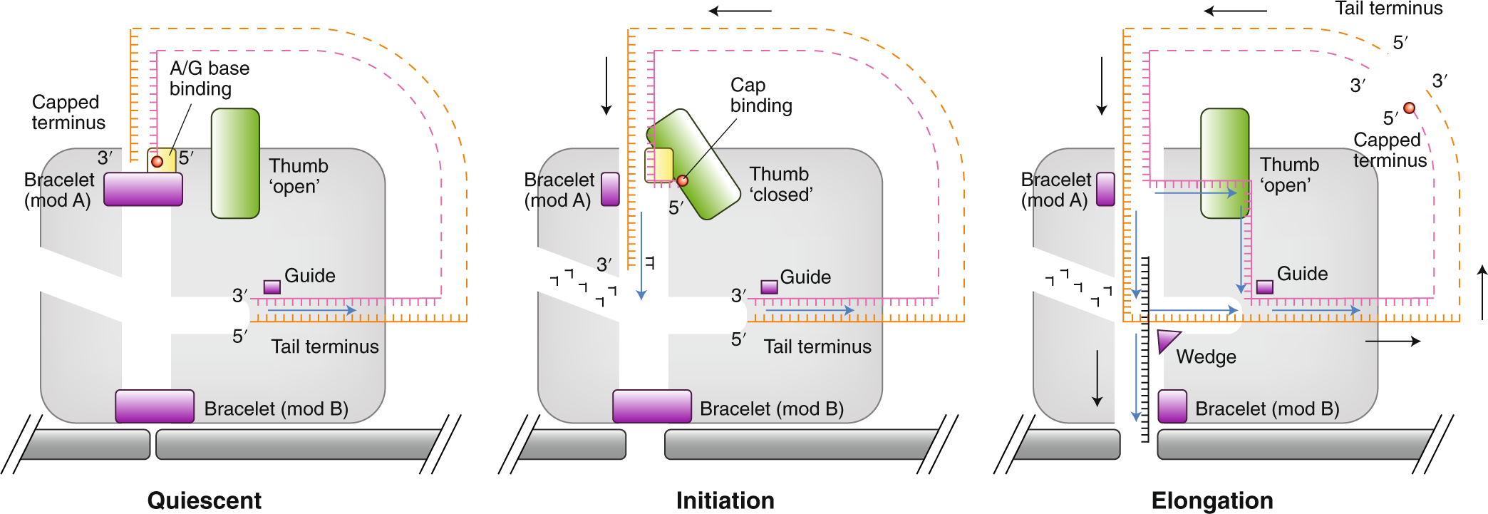 Reoviridae Transcription Is More Than An Open And Shut Case Nature Structural Molecular Biology Reoviridae Transcription Is More Than An Open And Shut Case Nature Structural Molecular Biology