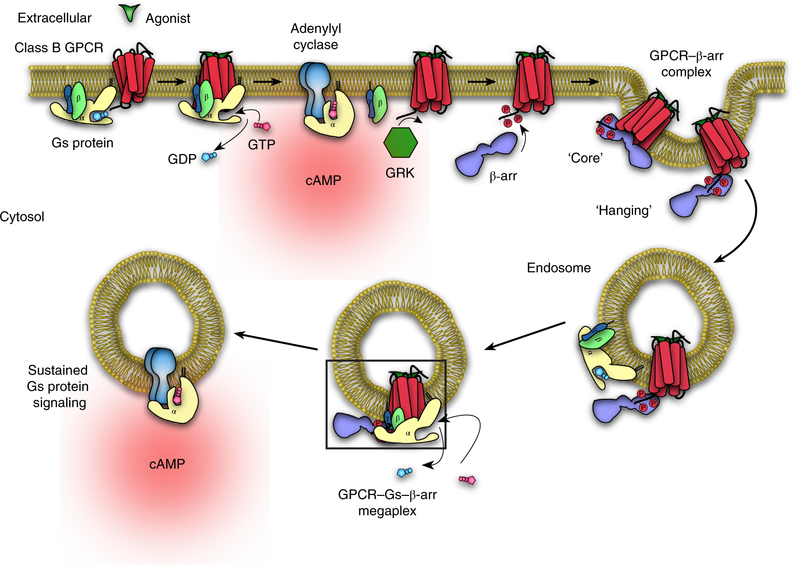 Structure Of An Endosomal Signaling Gpcr G Protein B Arrestin Megacomplex Nature Structural Molecular Biology