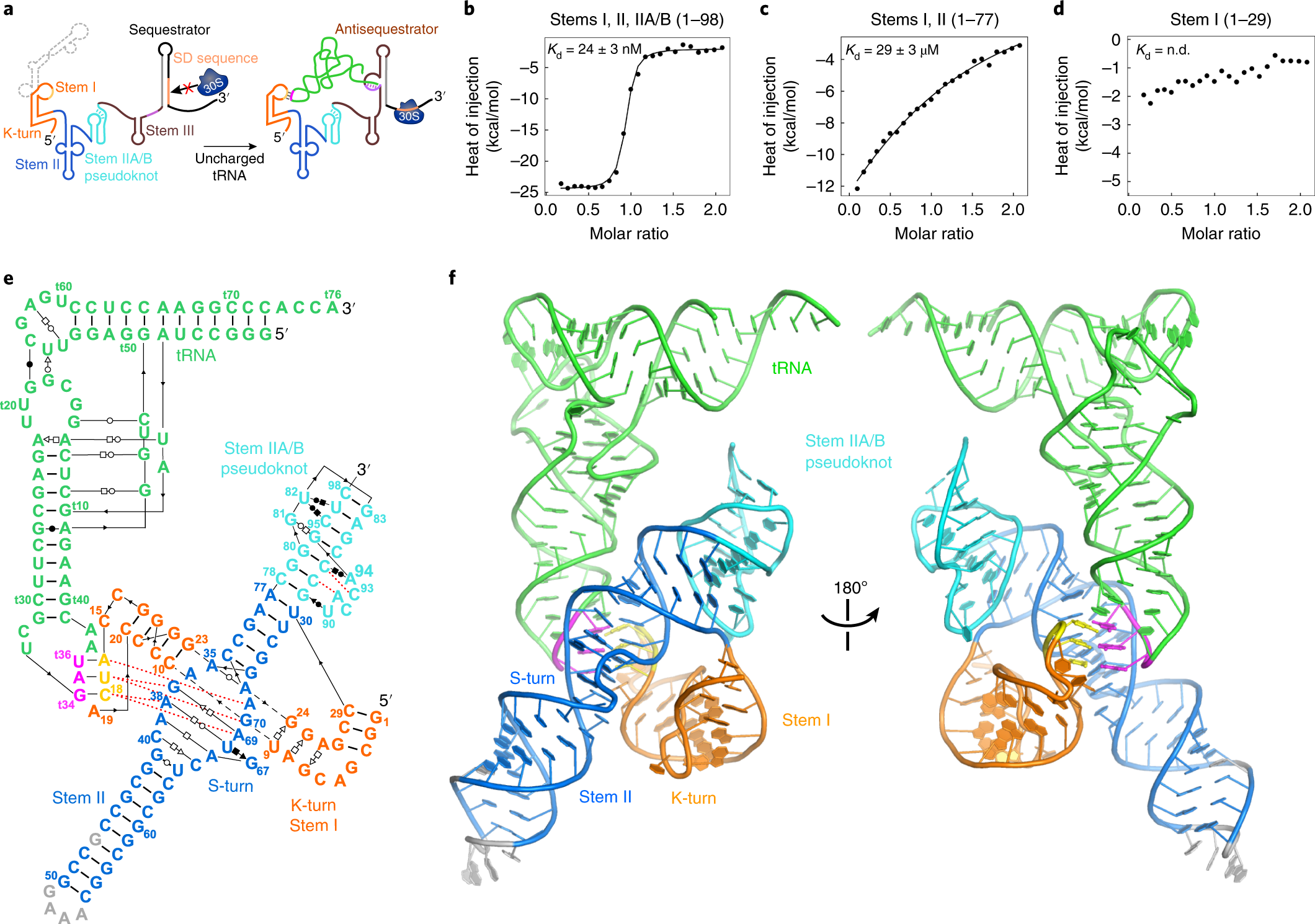 High-affinity recognition of specific tRNAs by an mRNA anticodon-binding  groove | Nature Structural & Molecular Biology
