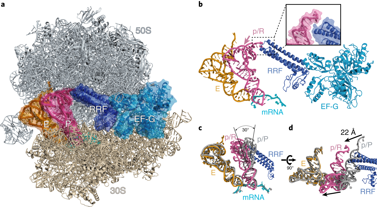 Structural basis for ribosome recycling by RRF and tRNA | Nature Structural  & Molecular Biology