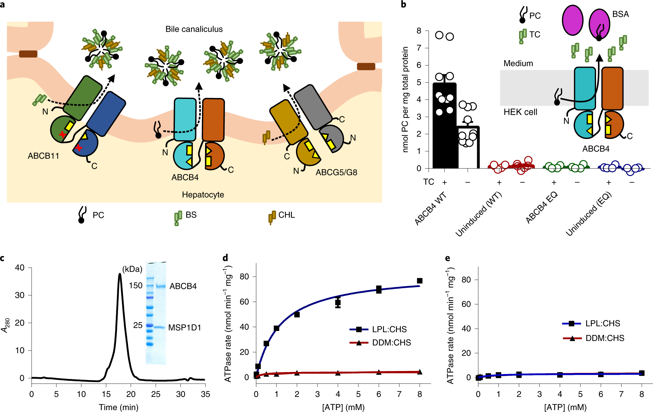 lipid panel basichep c ab ei w/conf scrn Structure of the human exporter ABCB4 in a lipid environment Lipid panel hi-res stock photography