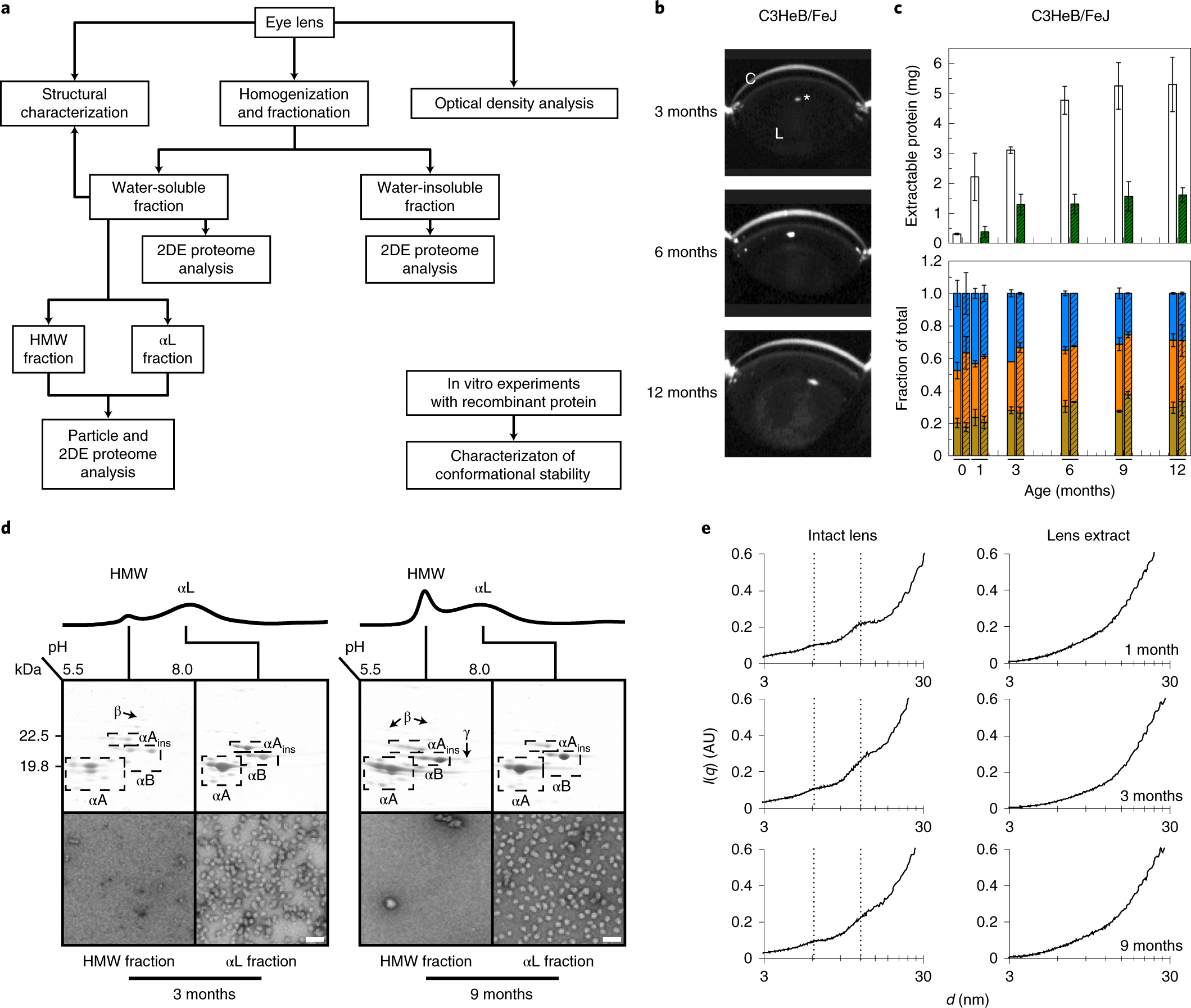 Eik Souvenir detectie Imbalances in the eye lens proteome are linked to cataract formation |  Nature Structural & Molecular Biology