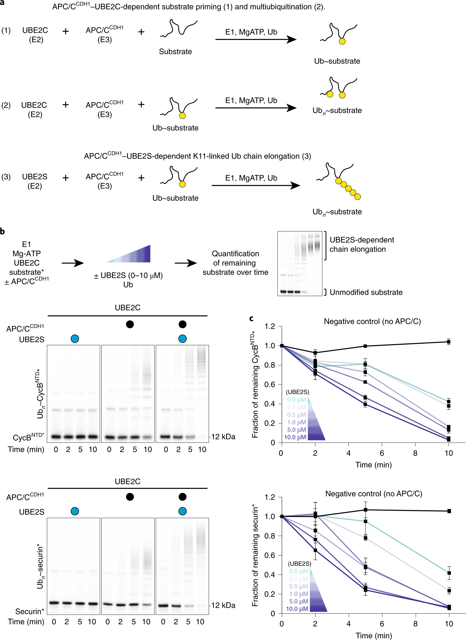 Ubiquitin Chain Elongating Enzyme Ube2s Activates The Ring E3