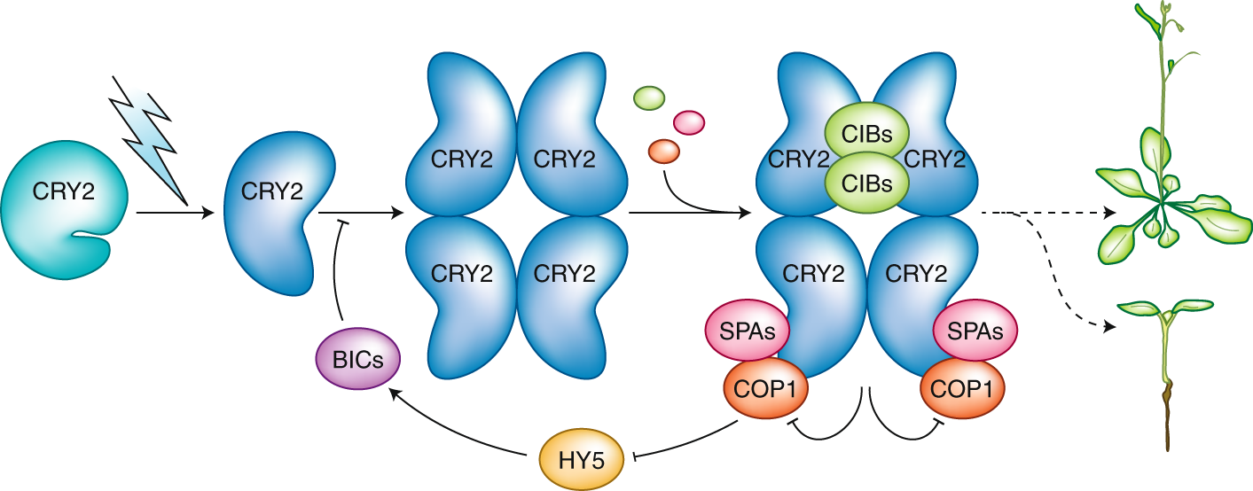 A structural view of plant CRY2 photoactivation and inactivation | Nature  Structural & Molecular Biology