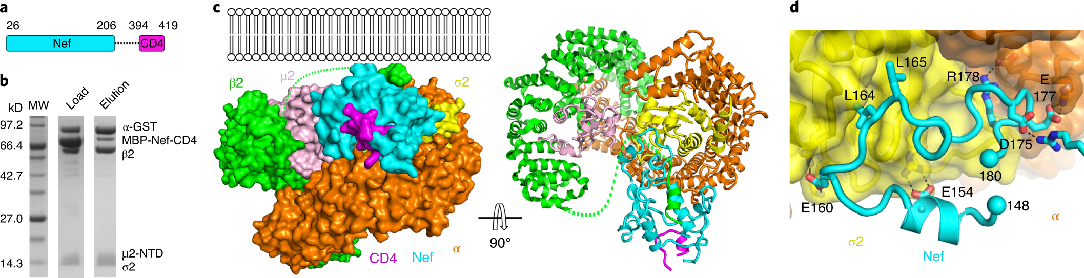 Structural basis of CD4 downregulation by HIV-1 Nef | Nature Structural &  Molecular Biology