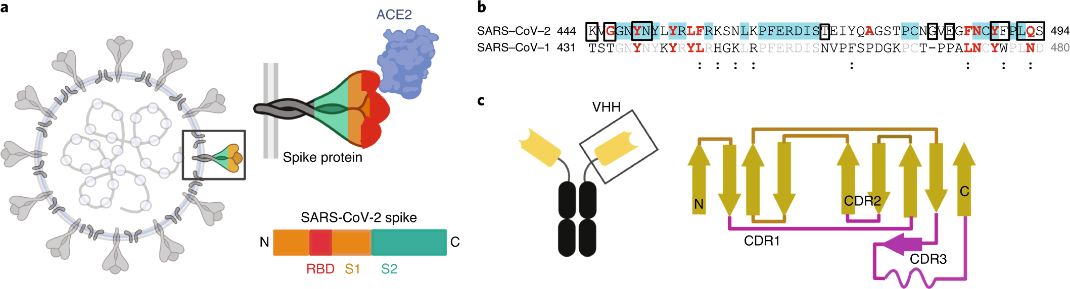 Sars cov 2 ответы на тест. Рецептор-связывающему домену (RBD) S-белка SARS-cov-2. Антитела к белку s1 вируса SARS-cov-2 шиповидному. Антитела IGG К RBD домену. SARS-cov-2 Spike RBD.
