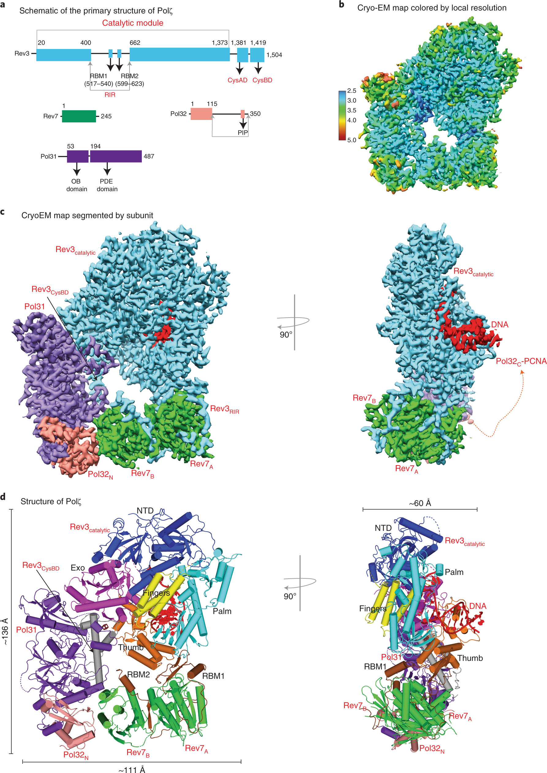 Structure and mechanism of B-family DNA polymerase ζ specialized for  translesion DNA synthesis | Nature Structural & Molecular Biology
