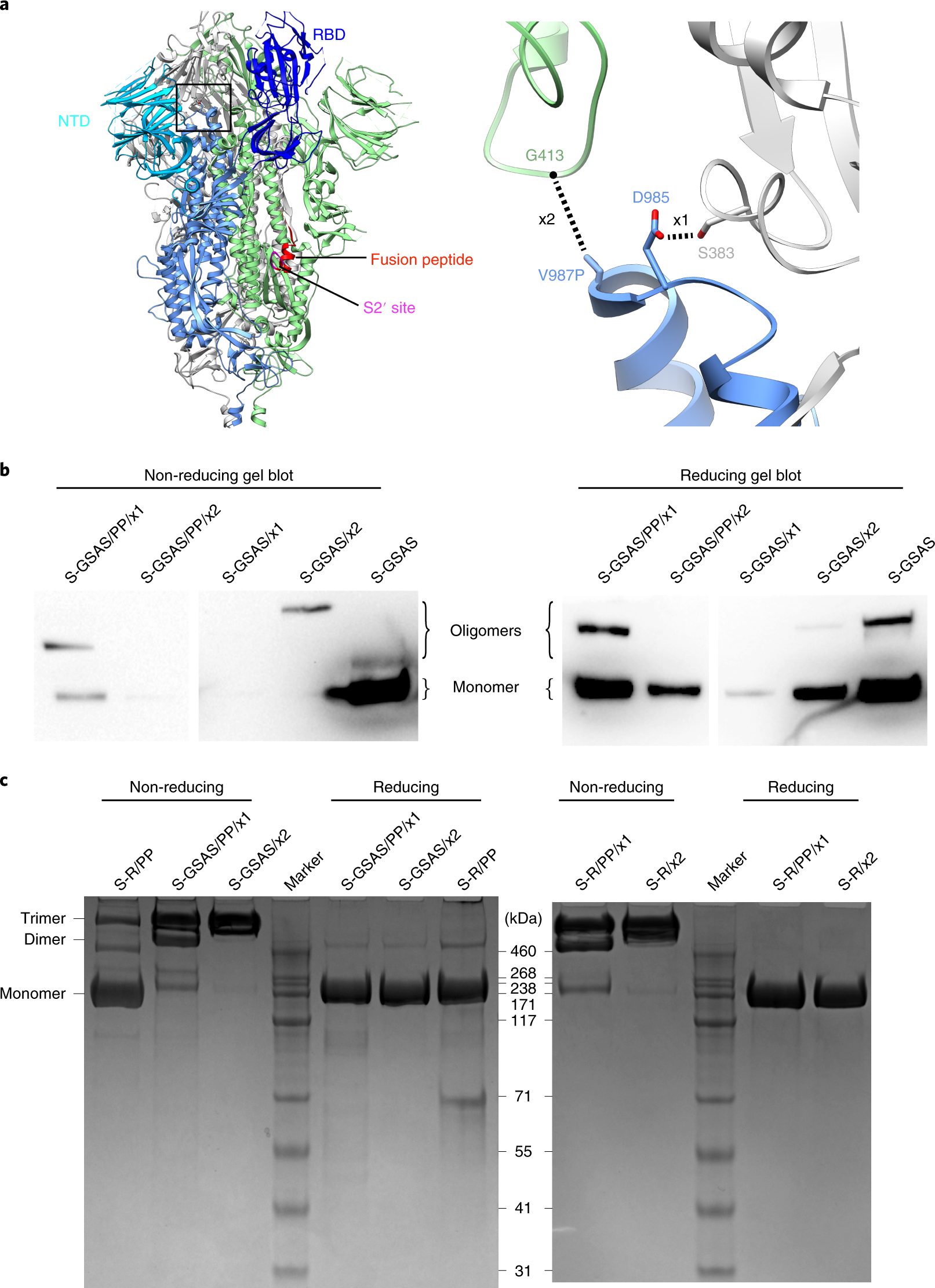 A thermostable, closed SARS-CoV-2 spike protein trimer | Nature Structural  & Molecular Biology