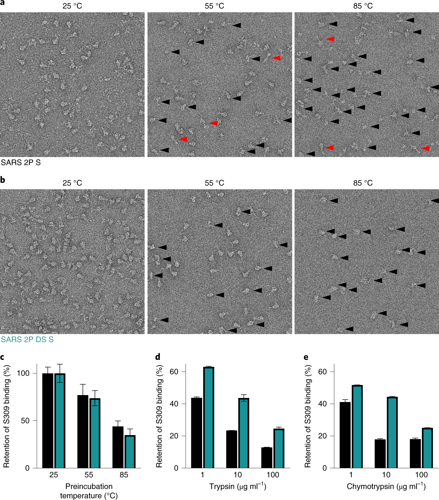 Fig. 4: Evaluation of SARS-CoV-2 2P DS S thermal stability and protease resistance.