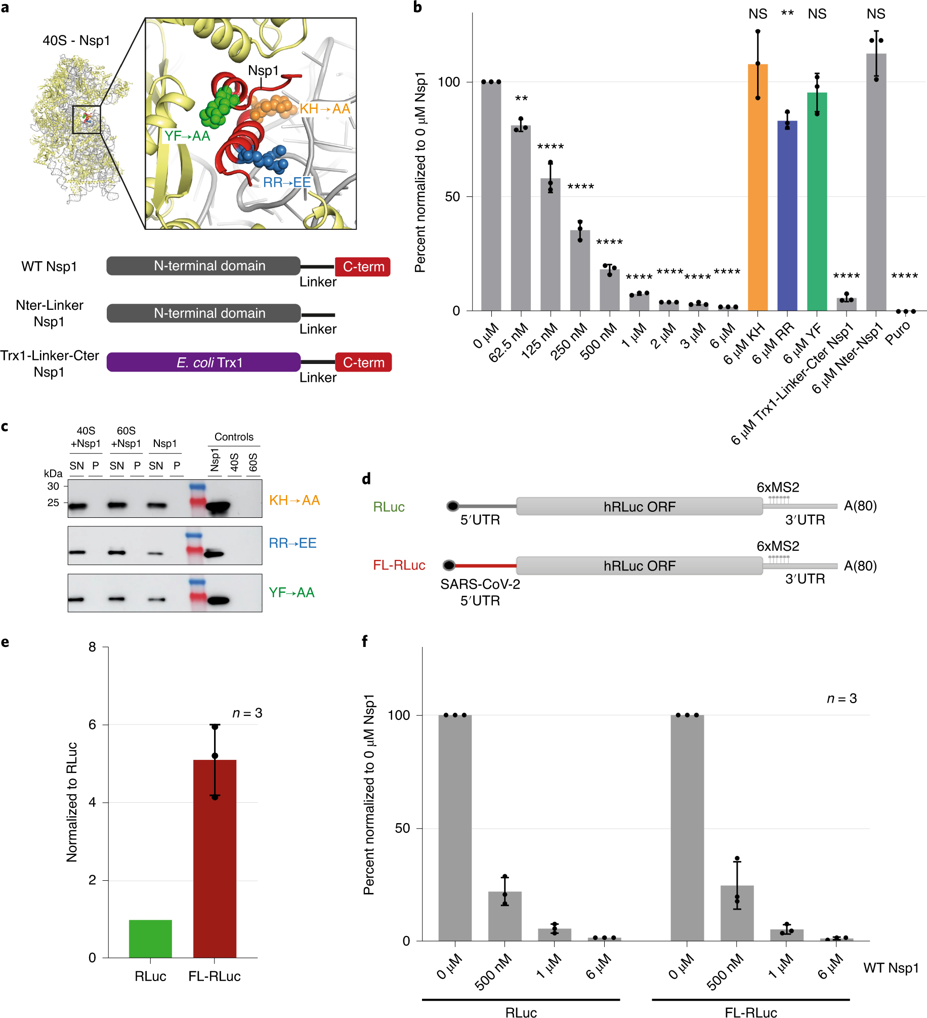 Fig. 3: SARS-CoV-2 Nsp1 inhibits translation in HeLa cell lysates by binding to the 40S ribosomal subunit.