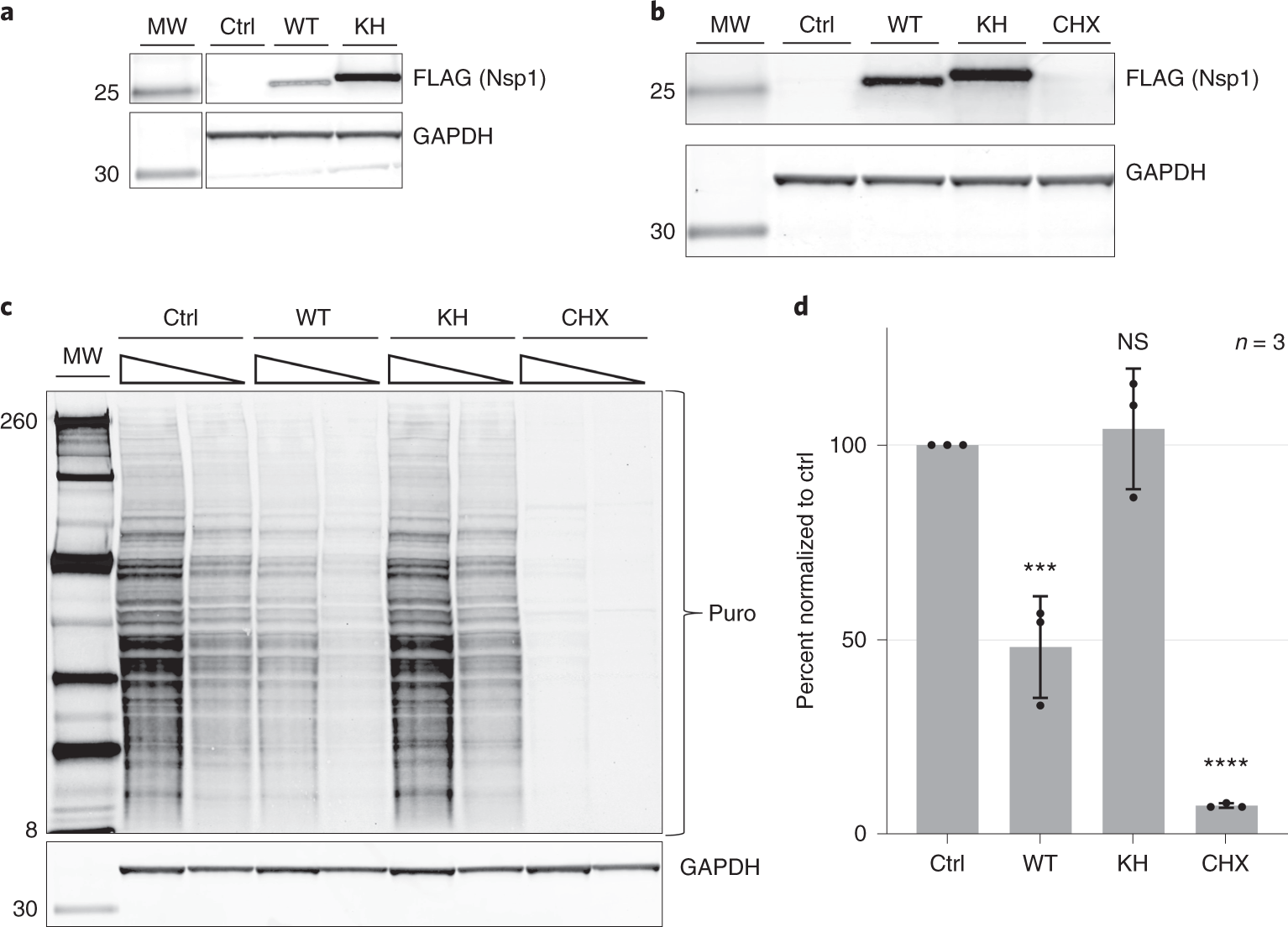 Fig. 4: SARS-CoV-2 Nsp1 inhibits translation in vivo.
