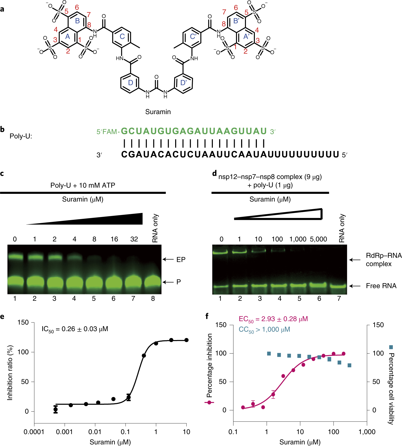 Structural Basis For Inhibition Of The Sars Cov 2 Rna Polymerase By Suramin Nature Structural Molecular Biology