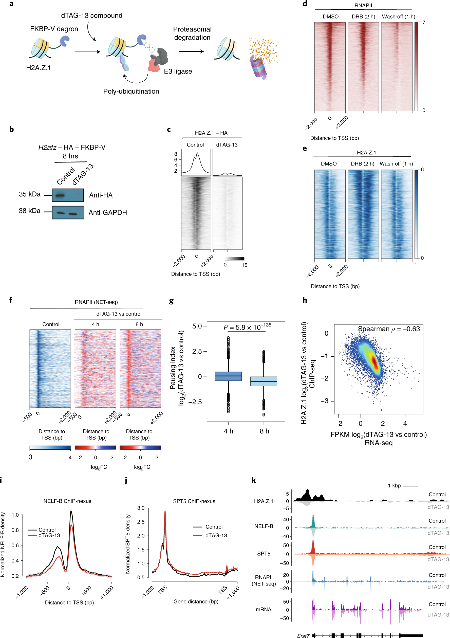 A Dual Role For H2a Z 1 In Modulating The Dynamics Of Rna Polymerase Ii Initiation And Elongation Nature Structural Molecular Biology