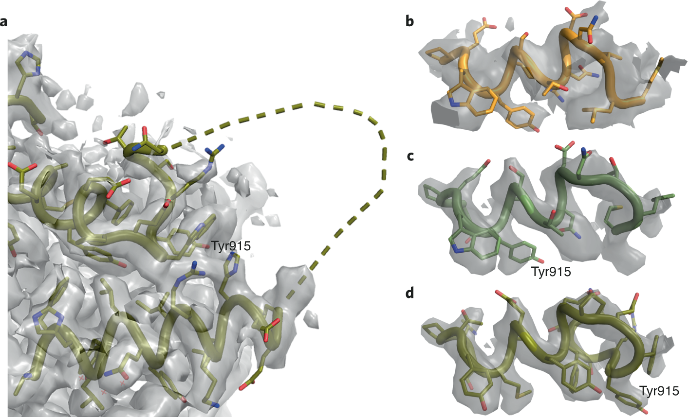 Fig. 2: Register shift in the C terminus of RNA polymerase.
