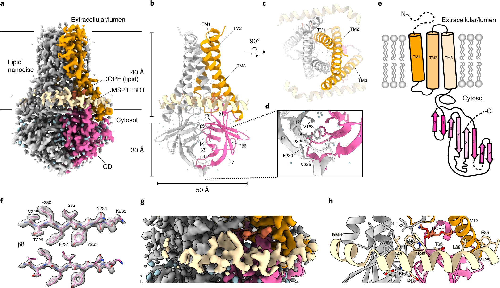 Cryo Em Structure Of Sars Cov 2 Orf3a In Lipid Nanodiscs Nature Structural Molecular Biology