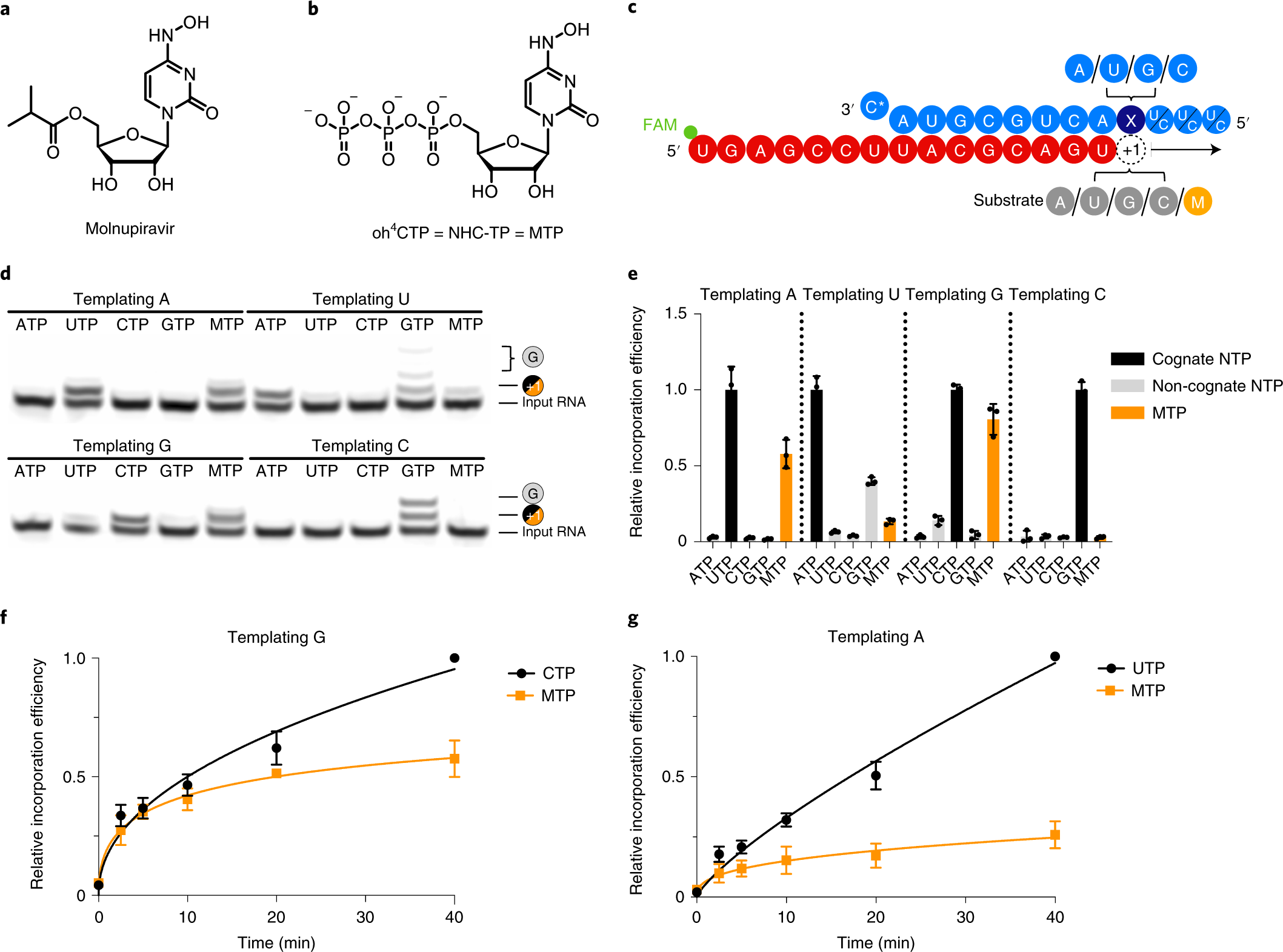 Mechanism of molnupiravir-induced SARS-CoV-2 mutagenesis