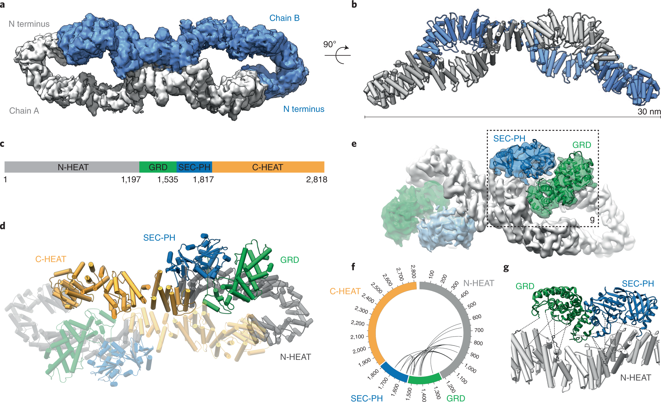 The cryo-EM structure of the human neurofibromin dimer reveals the