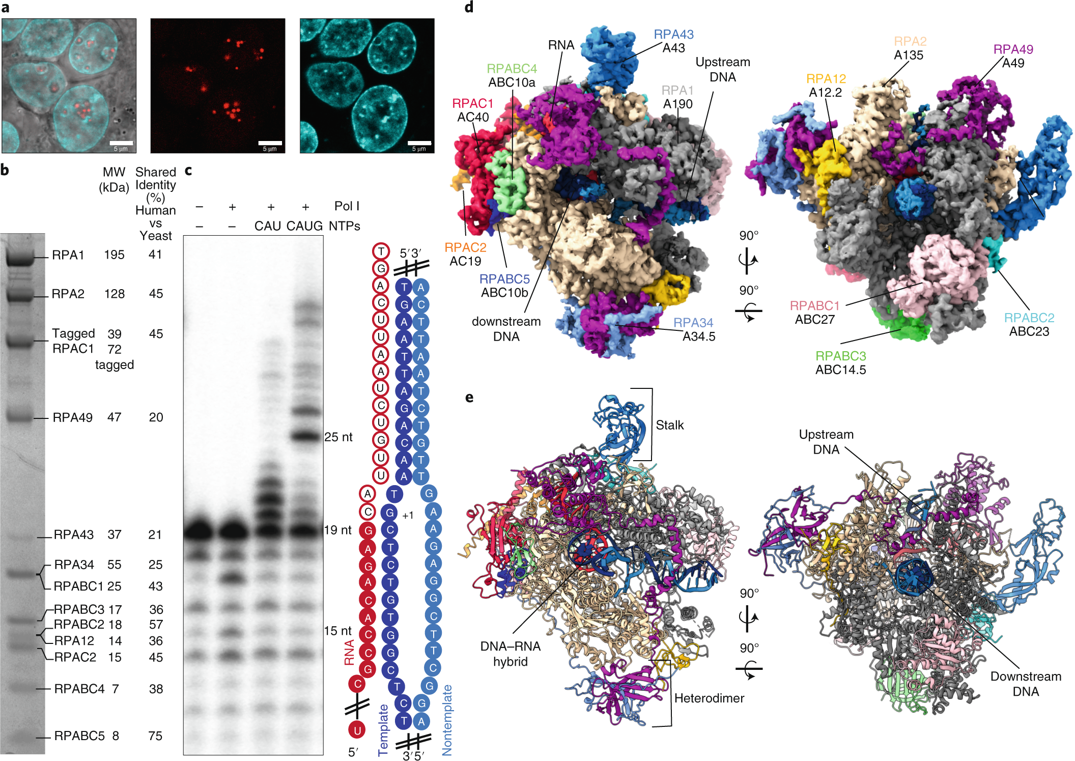 Cryo-EM structures of human RNA polymerase I
