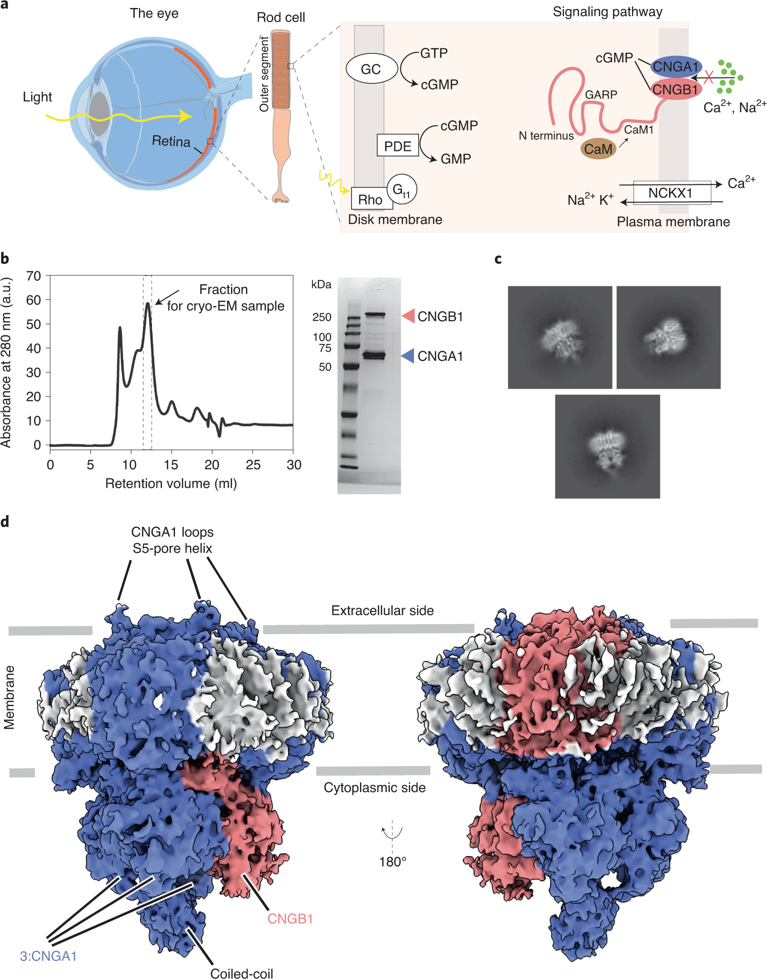 The structure of the native CNGA1/CNGB1 CNG channel from bovine retinal  rods | Nature Structural & Molecular Biology