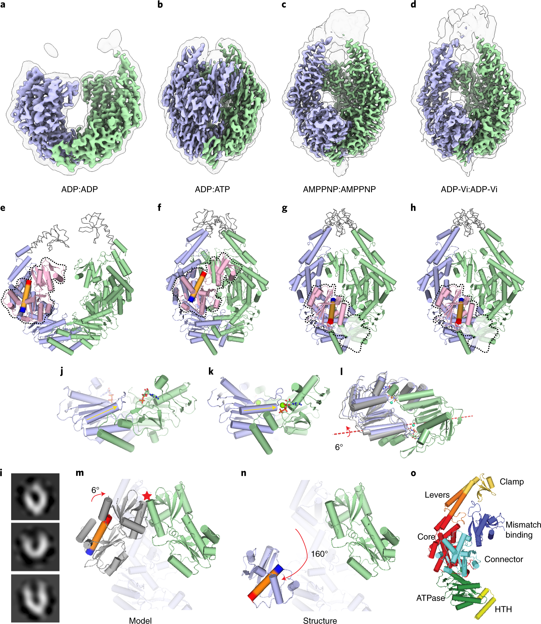 Cryogenic electron microscopy structures reveal how ATP and DNA binding in  MutS coordinates sequential steps of DNA mismatch repair | Nature  Structural & Molecular Biology