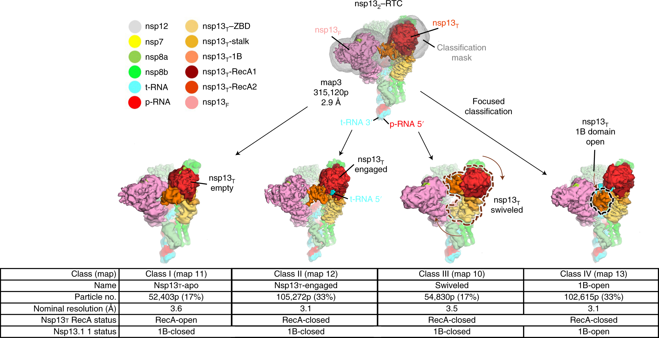 Ensemble cryo-EM reveals conformational states of the nsp13 helicase in the  SARS-CoV-2 helicase replication–transcription complex | Nature Structural &  Molecular Biology