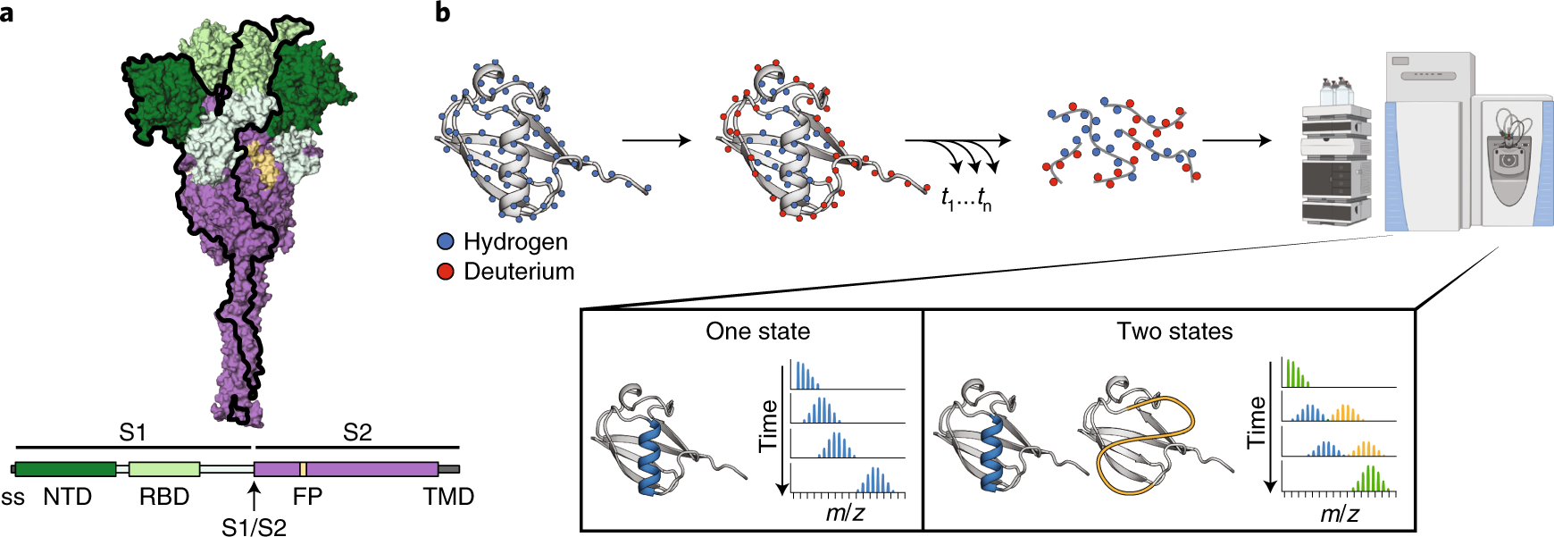 The SARS-CoV-2 spike reversibly samples an open-trimer conformation  exposing novel epitopes | Nature Structural & Molecular Biology