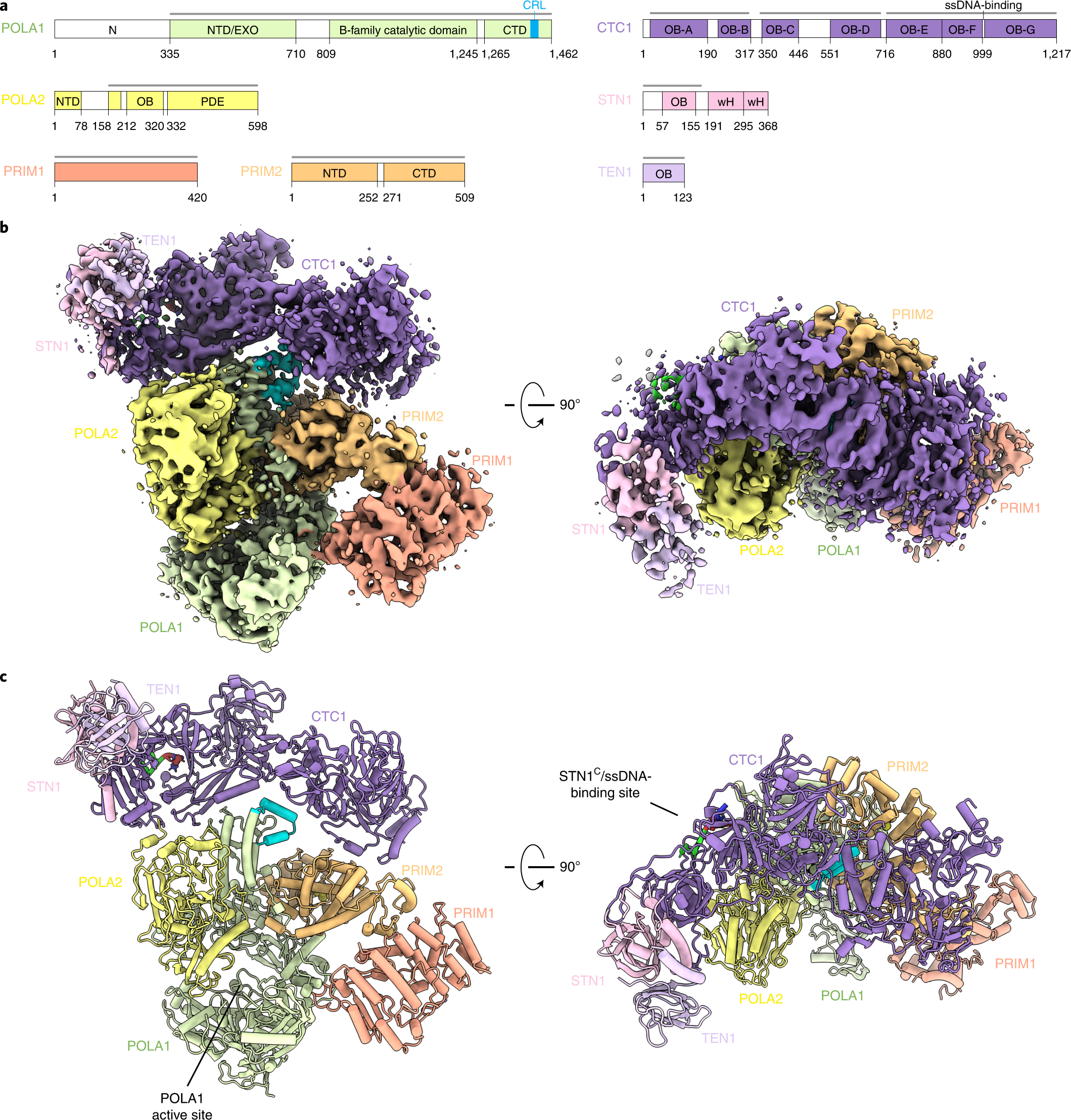Cryo-EM structure of the human CST–Polα/primase complex in a recruitment  state | Nature Structural & Molecular Biology