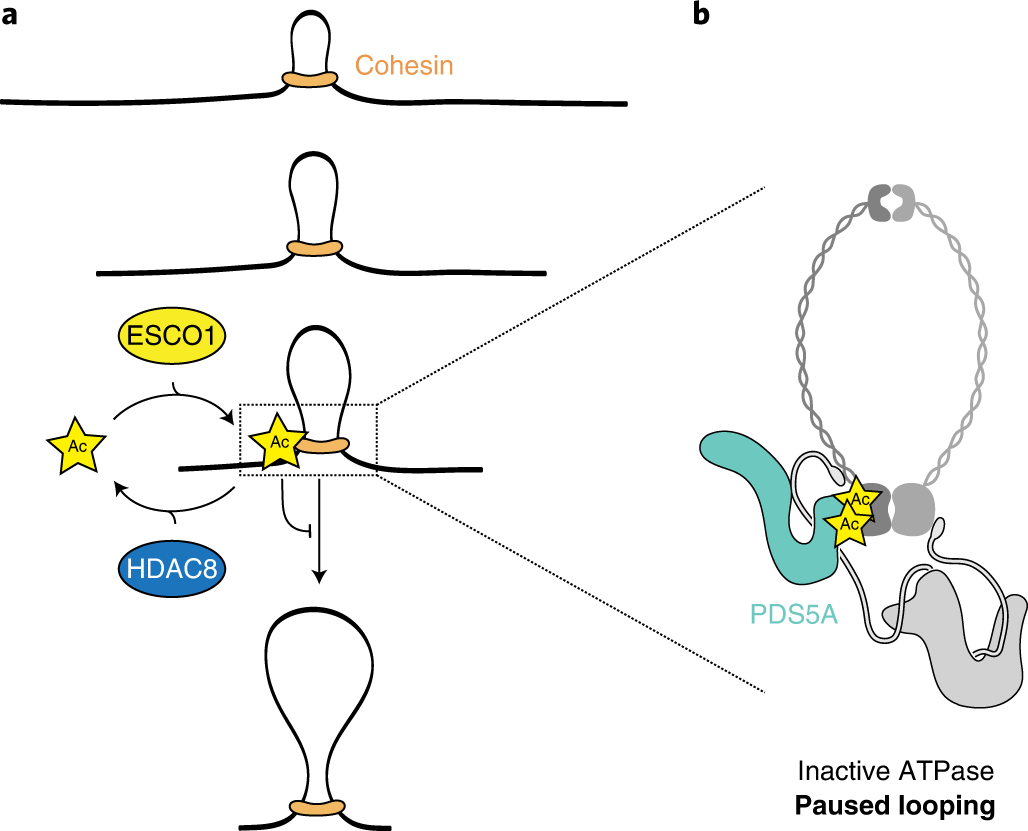 Fig. 5: Model of how the cohesin acetylation cycle controls chromatin loop length.