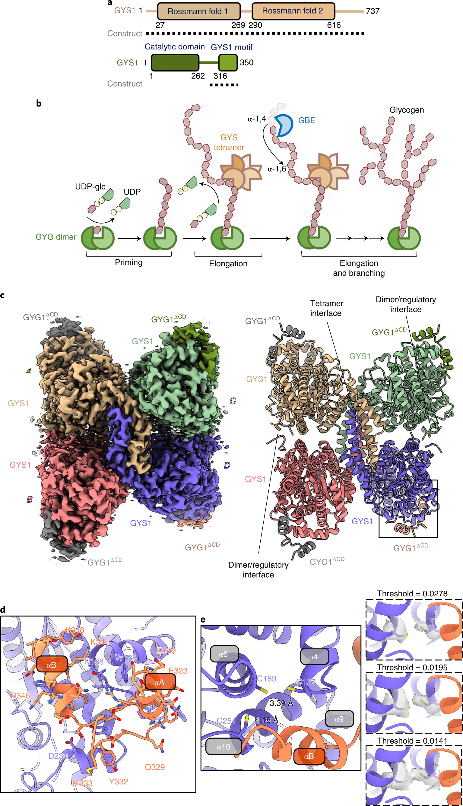 Molecular basis for the regulation of human glycogen synthase by  phosphorylation and glucose-6-phosphate | Nature Structural & Molecular  Biology